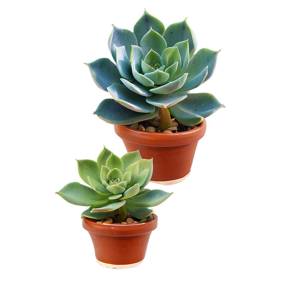 Fleshy Succulent Png 05242024 PNG Image