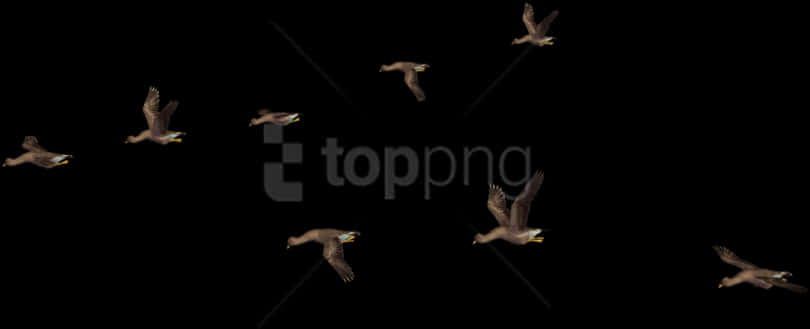 Flock_of_ Birds_in_ Night_ Sky PNG Image