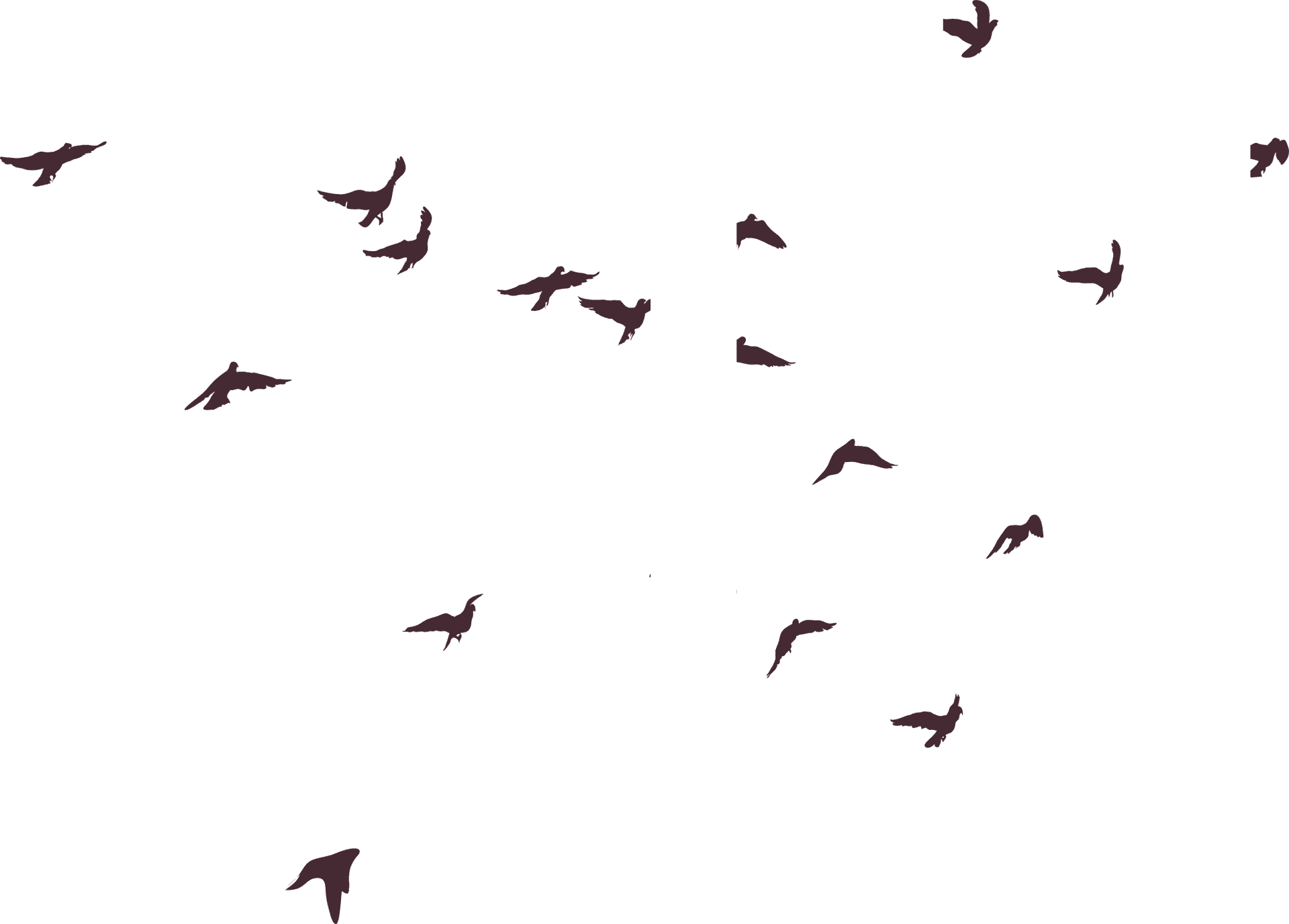 Flock_of_ Birds_ Silhouette_ Sky PNG Image