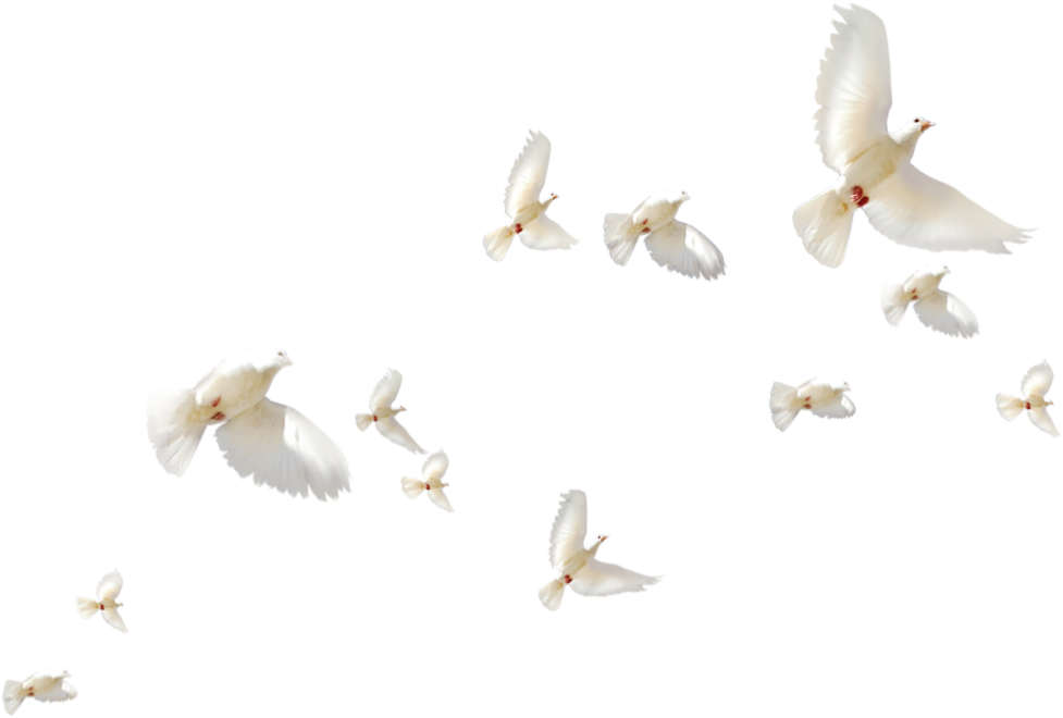 Flock_of_ White_ Doves_in_ Flight PNG Image