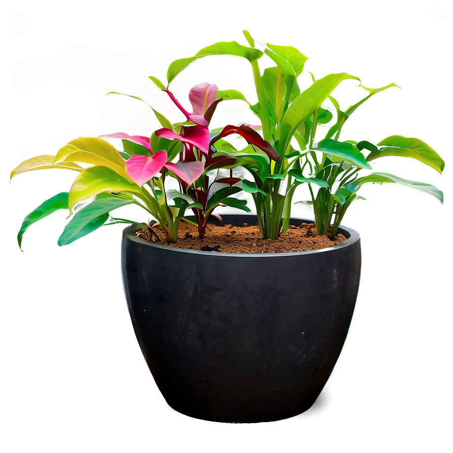 Floor Plant In Pot Png Fgk PNG Image