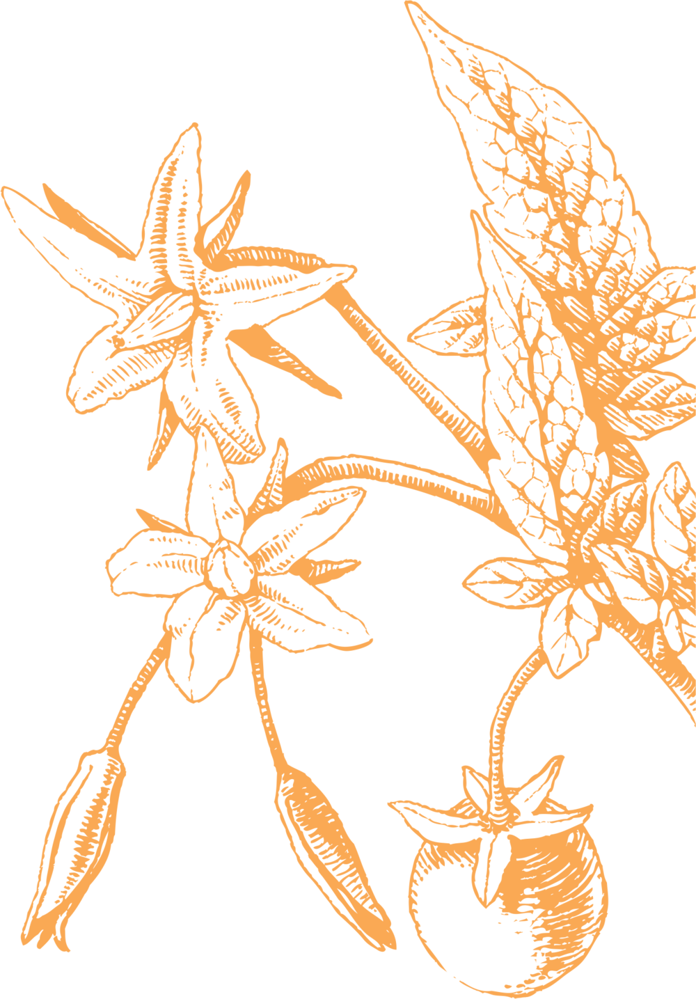 Floral Sketch Artwork PNG Image