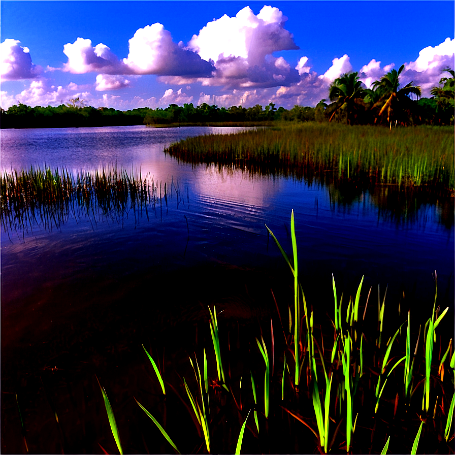 Florida Everglades Landscape Png 05242024 PNG Image