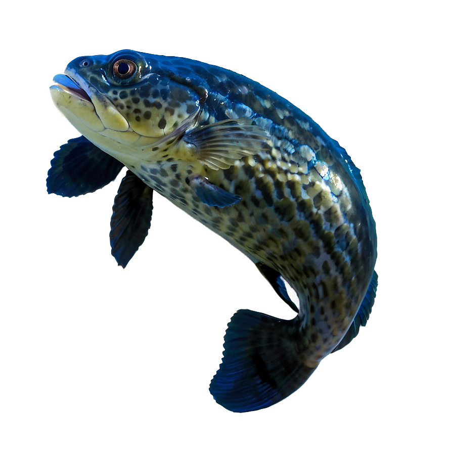 Florida State Aquatic Life Png 77 PNG Image