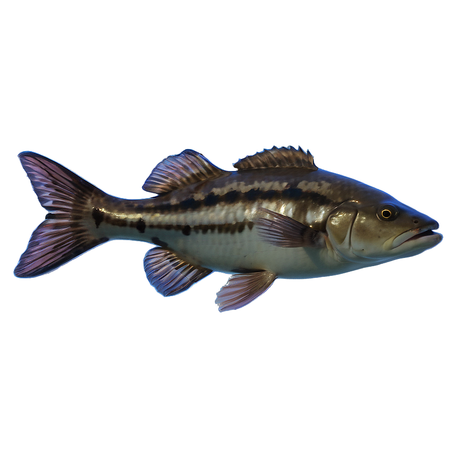 Florida State Aquatic Life Png Smp PNG Image