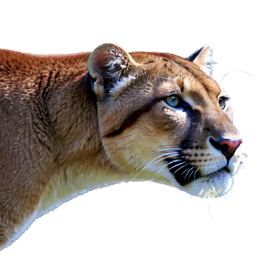 Florida State Panther Png Aop PNG Image