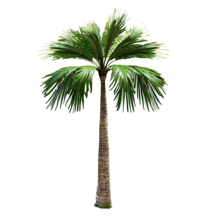 Florida State Tree Png Kwf PNG Image