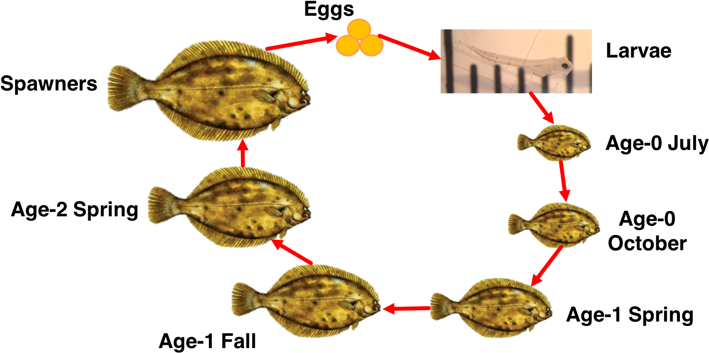 Flounder Life Cycle Development Stages PNG Image