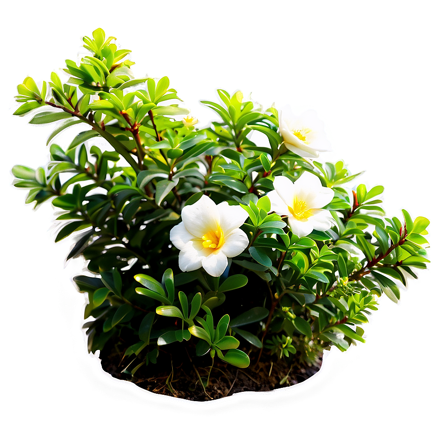 Flower Bush D PNG Image