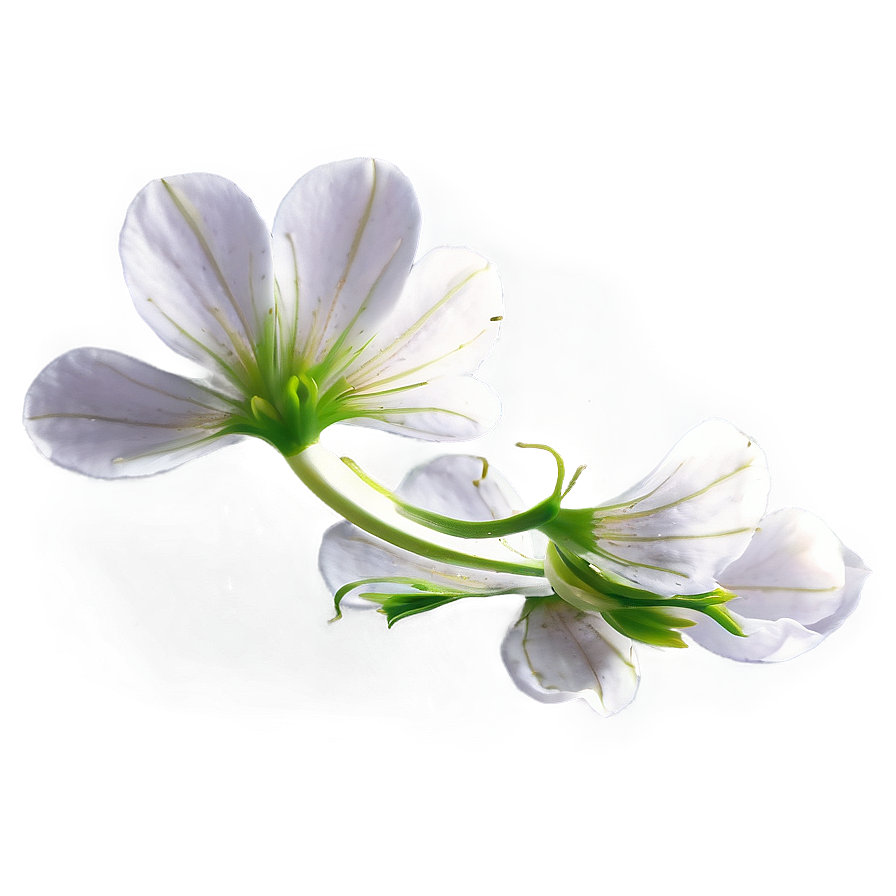 Flower Petal Transparent Png 97 PNG Image