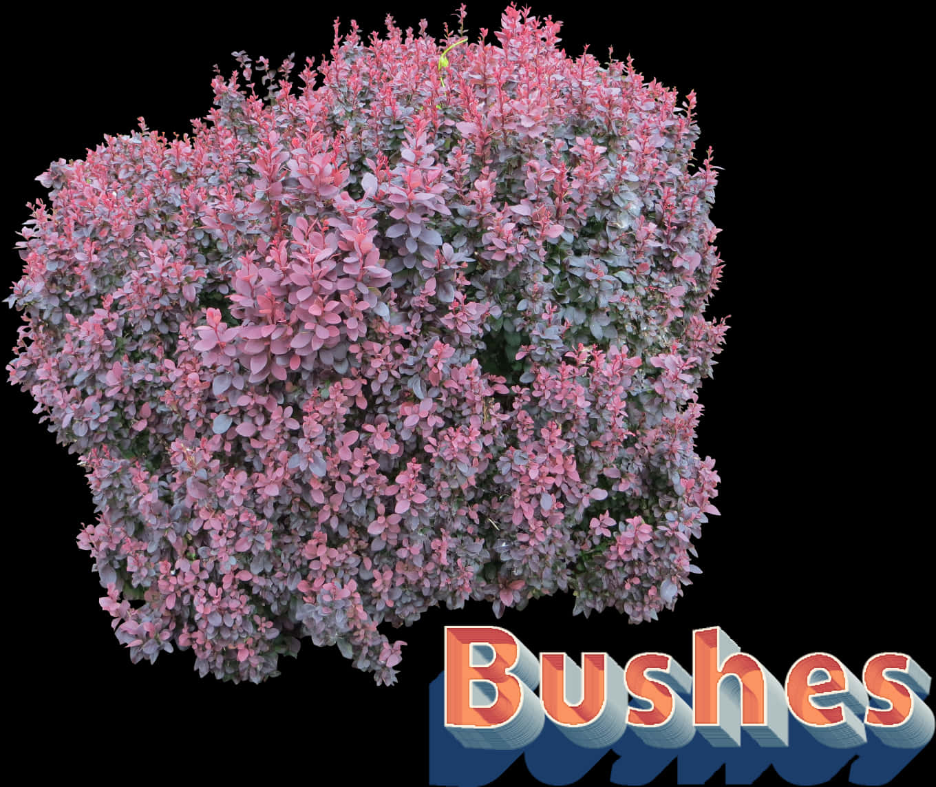 Flowering Bush Graphic PNG Image