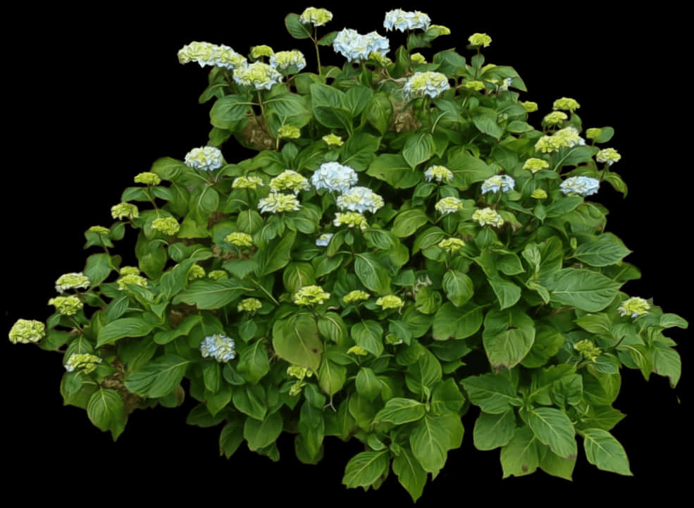 Flowering Green Bush Black Background PNG Image