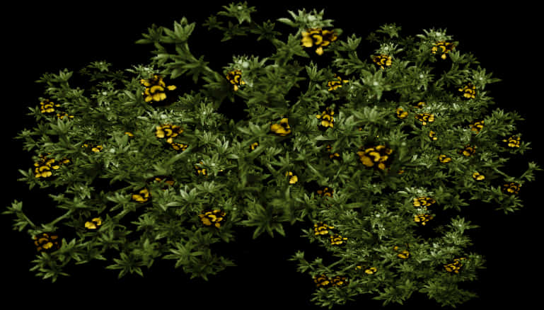 Flowering Shrub Against Dark Background.jpg PNG Image