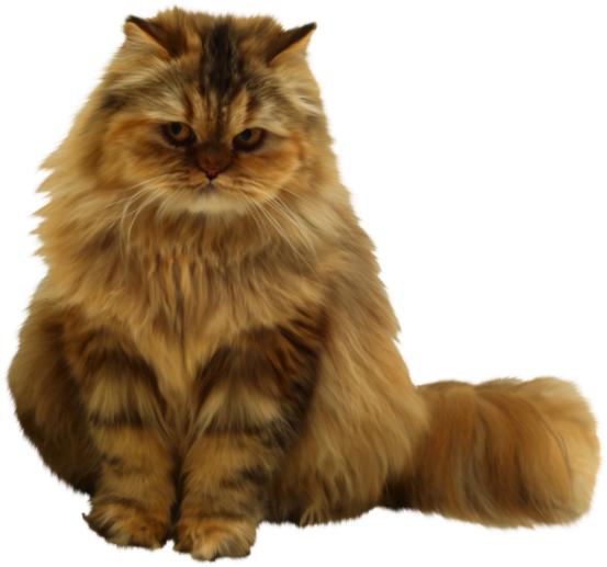 Fluffy Brown Cat Sitting PNG Image