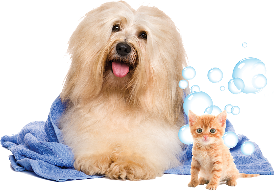 Fluffy Dogand Kitten After Bath PNG Image