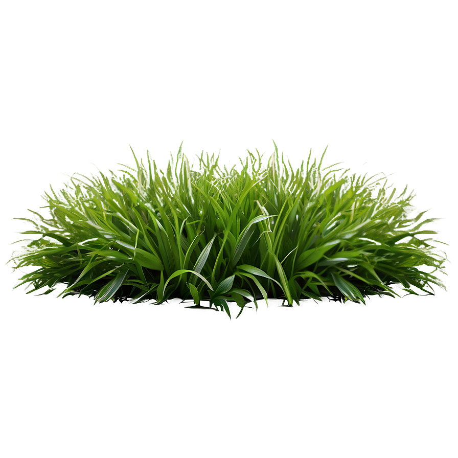 Fluffy Green Grass Png Ofq PNG Image