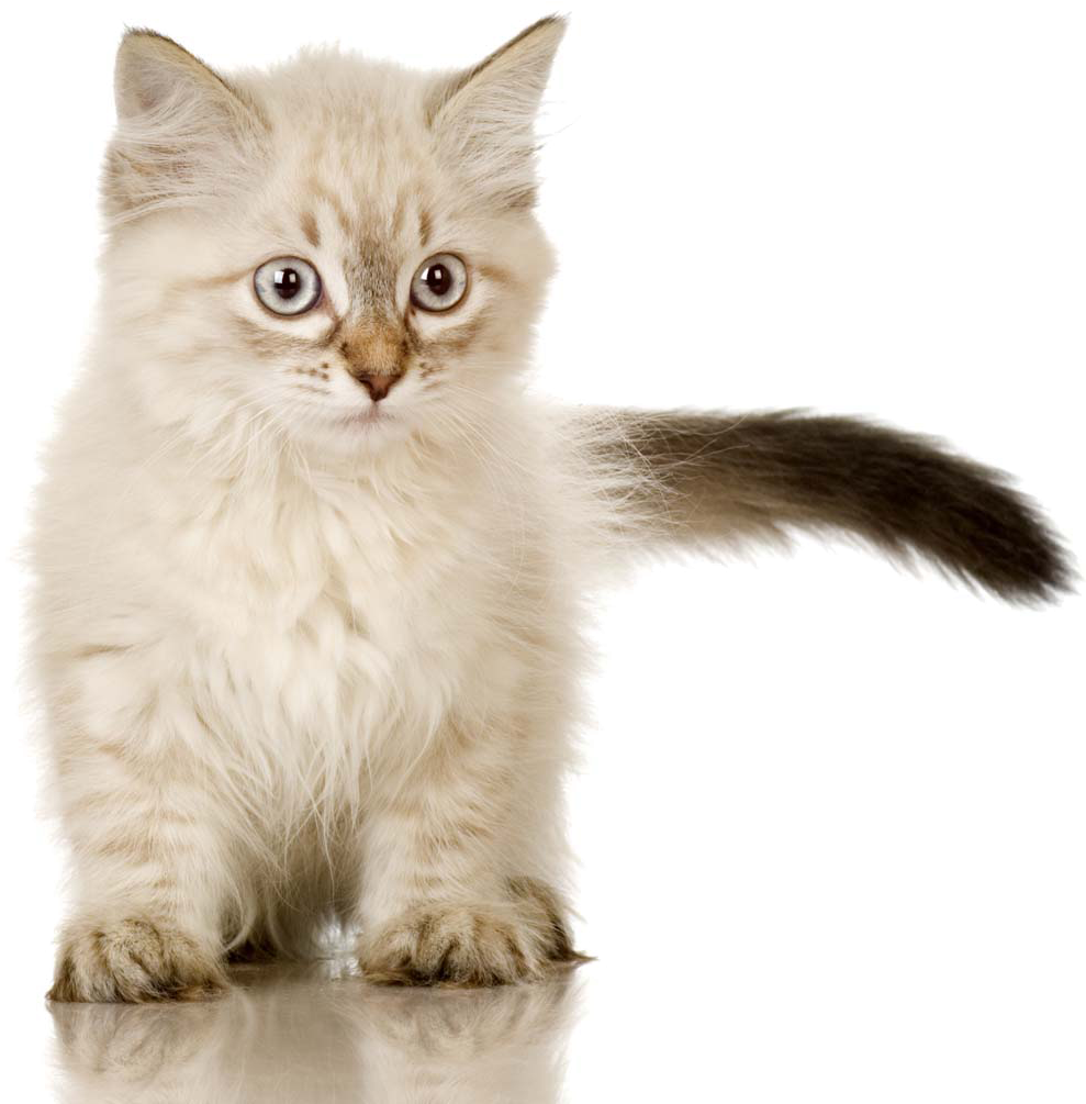 Fluffy Kitten Portrait PNG Image