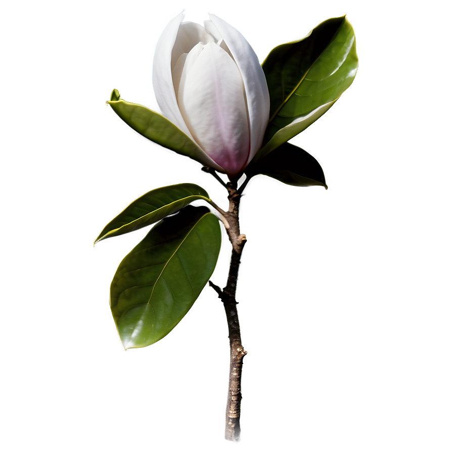 Fluffy Magnolia Seed Png 06252024 PNG Image