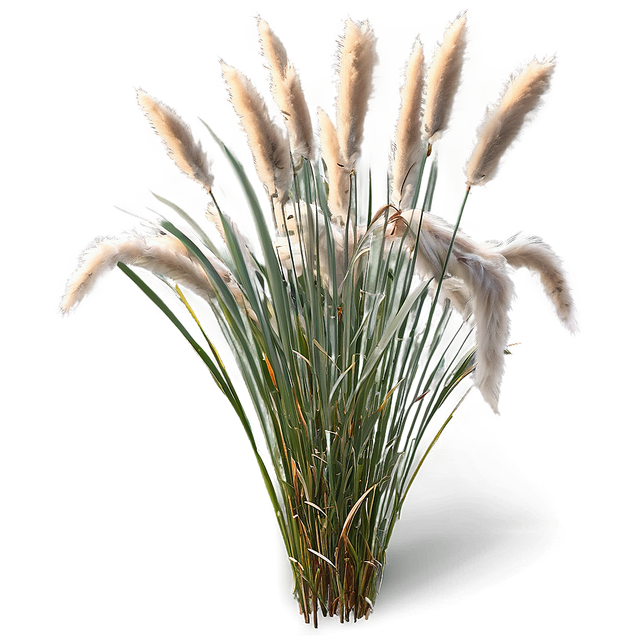 Fluffy Ornamental Grass Png Eod PNG Image