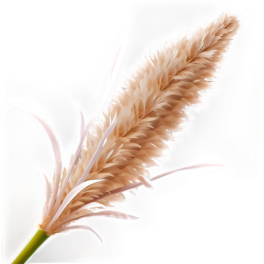 Fluffy Pampas Grass Png 72 PNG Image