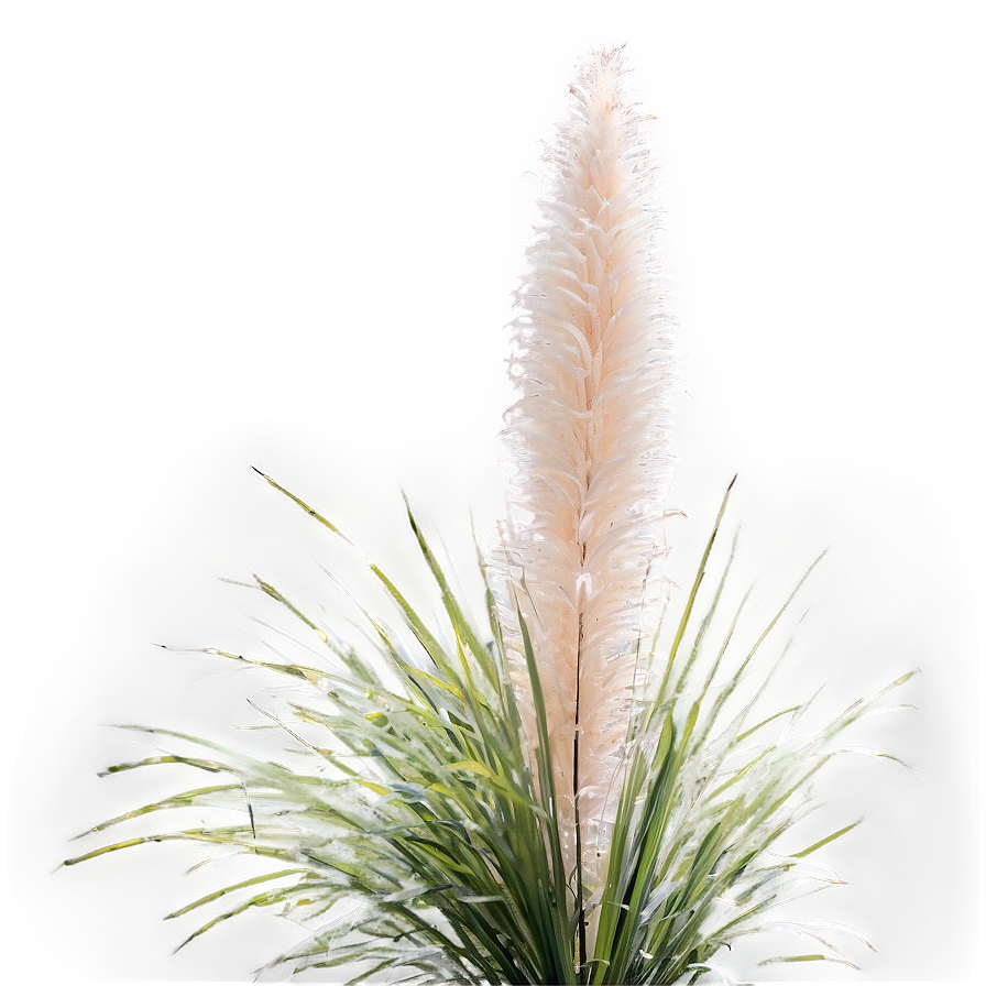 Fluffy Pampas Grass Png 99 PNG Image