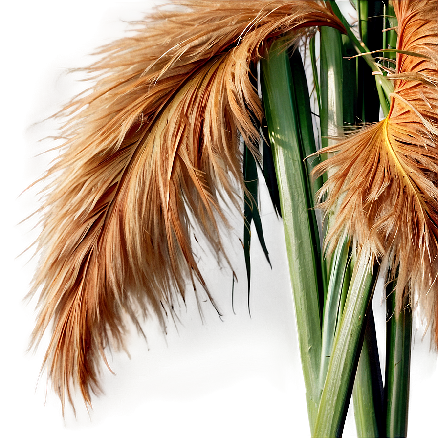 Fluffy Pampas Plumes Png Mje PNG Image