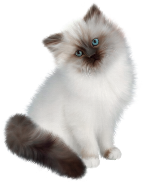 Fluffy Persian Cat Blue Eyes PNG Image