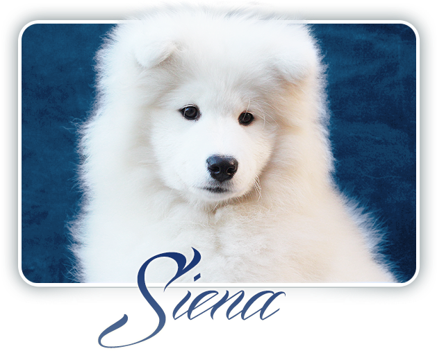 Fluffy_ Samoyed_ Puppy_ Siena PNG Image