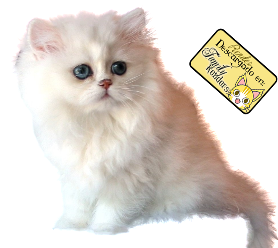 Fluffy White Persian Kitten PNG Image