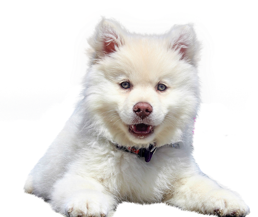 Fluffy White Puppy Portrait PNG Image