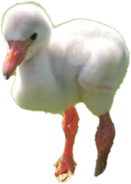 Fluffy White Water Bird Chick PNG Image