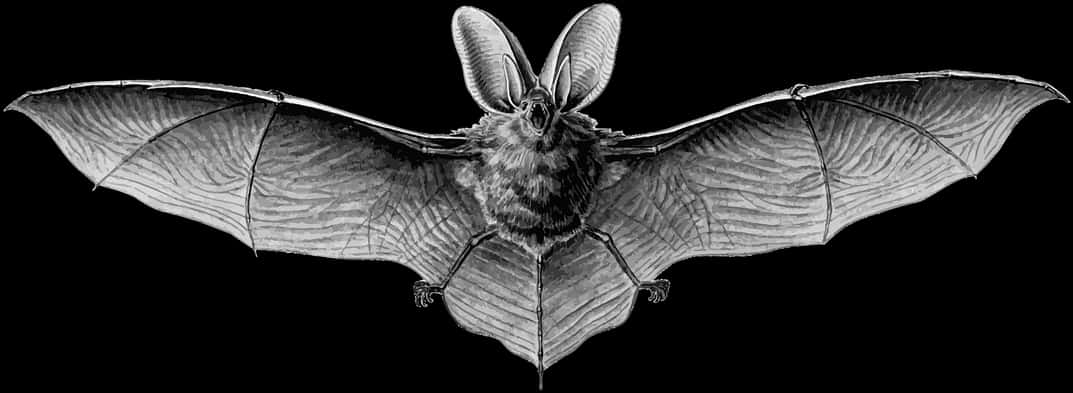 Flying Bat Black Background PNG Image