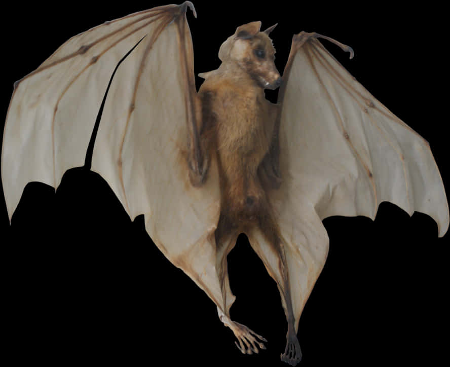 Flying Bat Transparent Background PNG Image