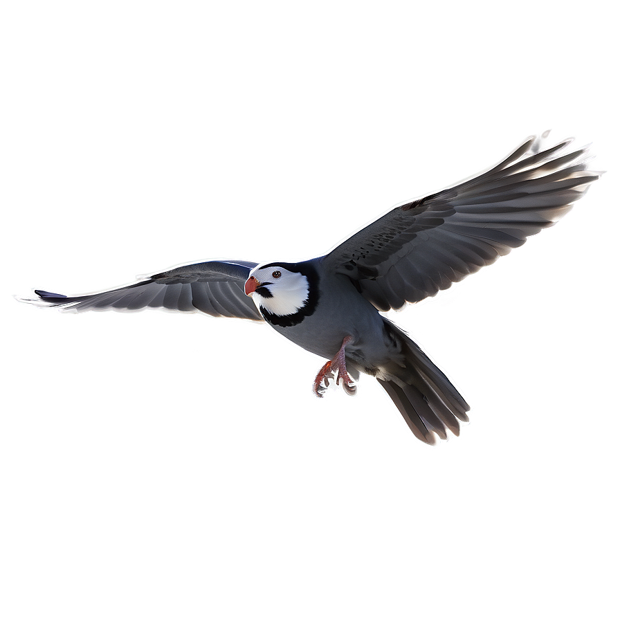 Flying Bird Transparent Png Rxb PNG Image