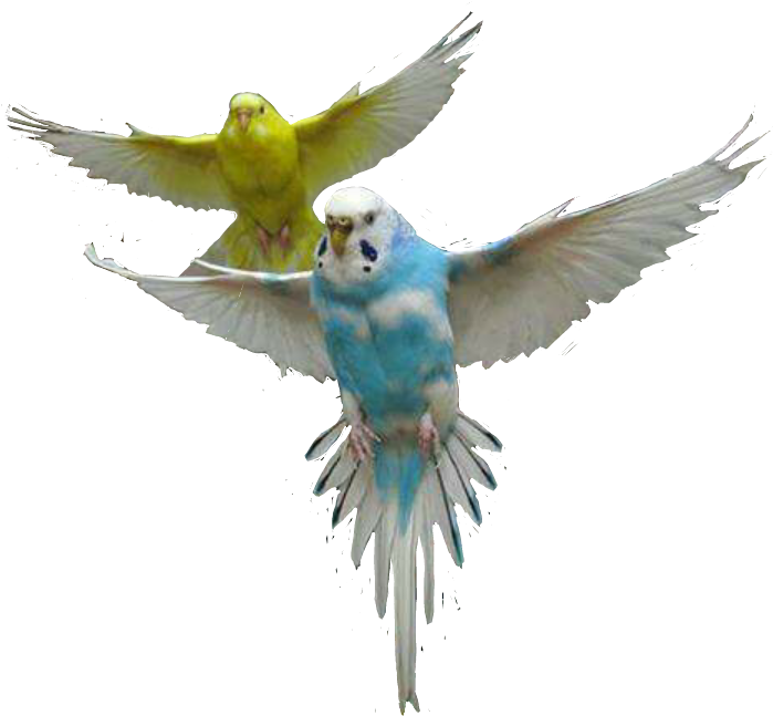 Flying_ Budgerigars_ In_ Action.png PNG Image