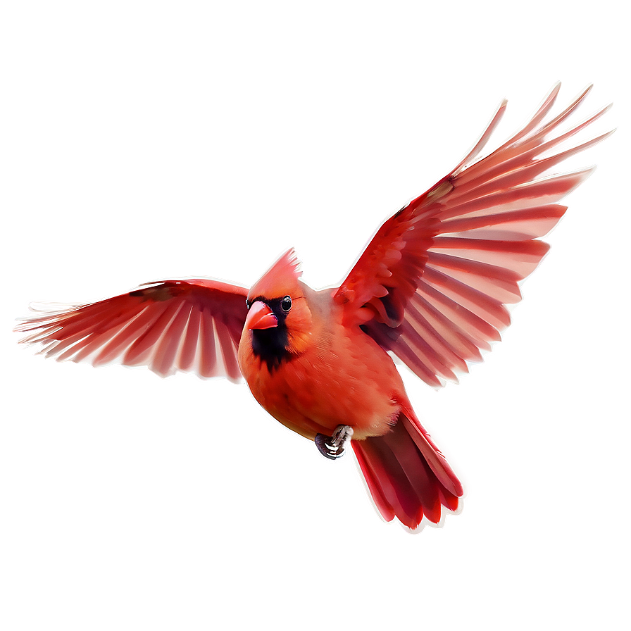 Flying Cardinal Bird Png 06252024 PNG Image