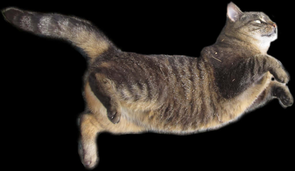 Flying Cat Black Background PNG Image