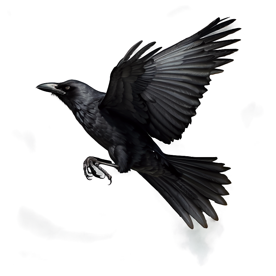 Flying Crow Png 70 PNG Image