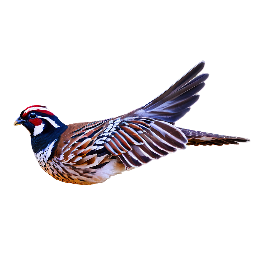 Flying Quail Image Png 88 PNG Image