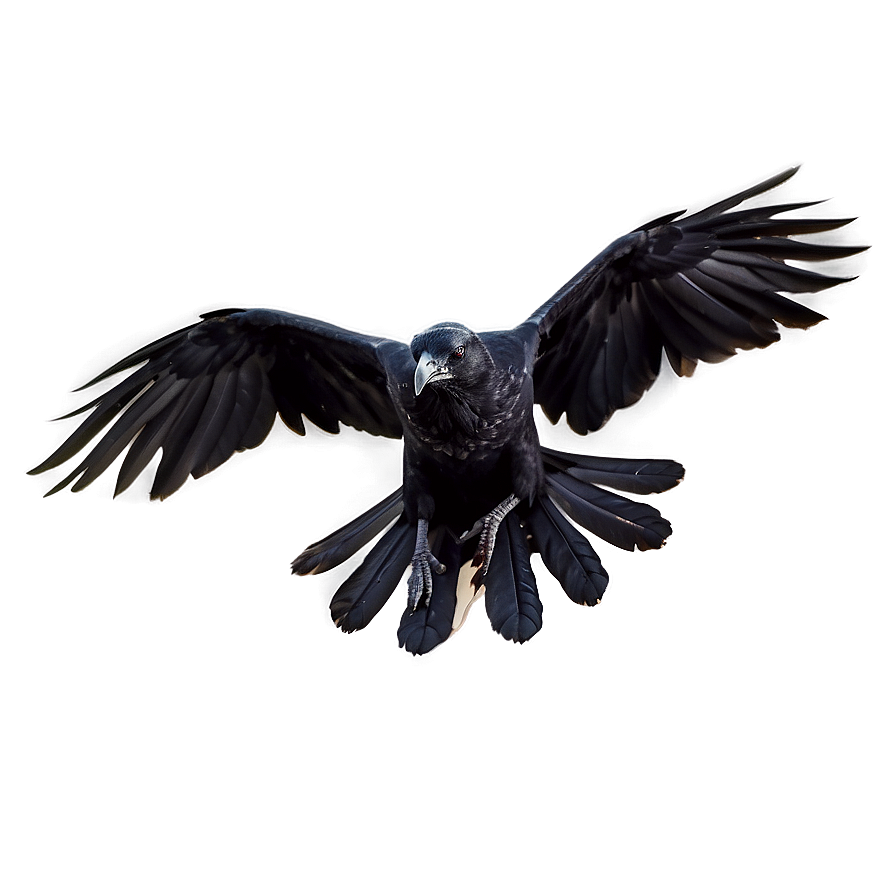 Flying Raven Png Hpx43 PNG Image