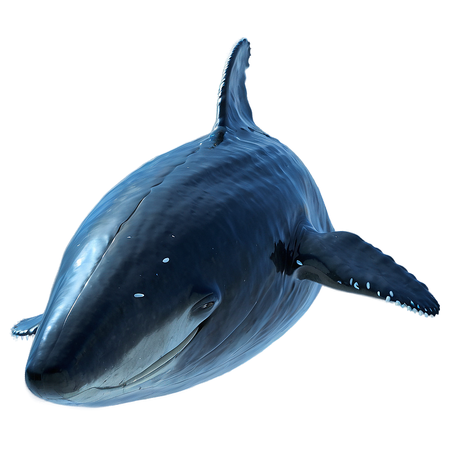 Flying Whale Png 05232024 PNG Image