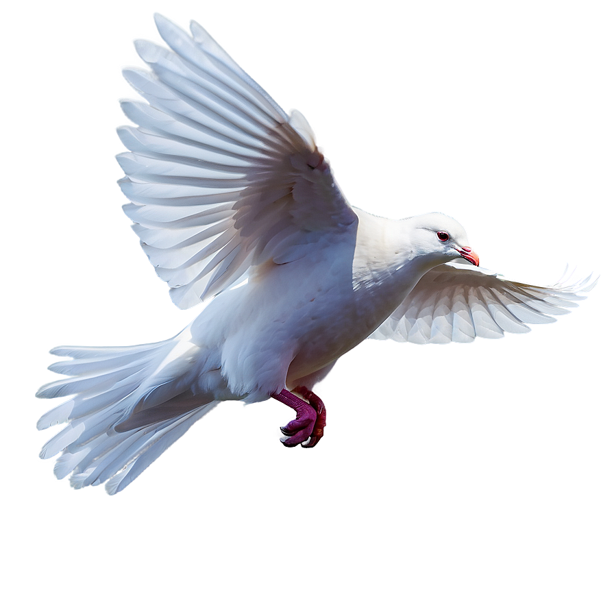 Flying White Dove Png 05042024 PNG Image