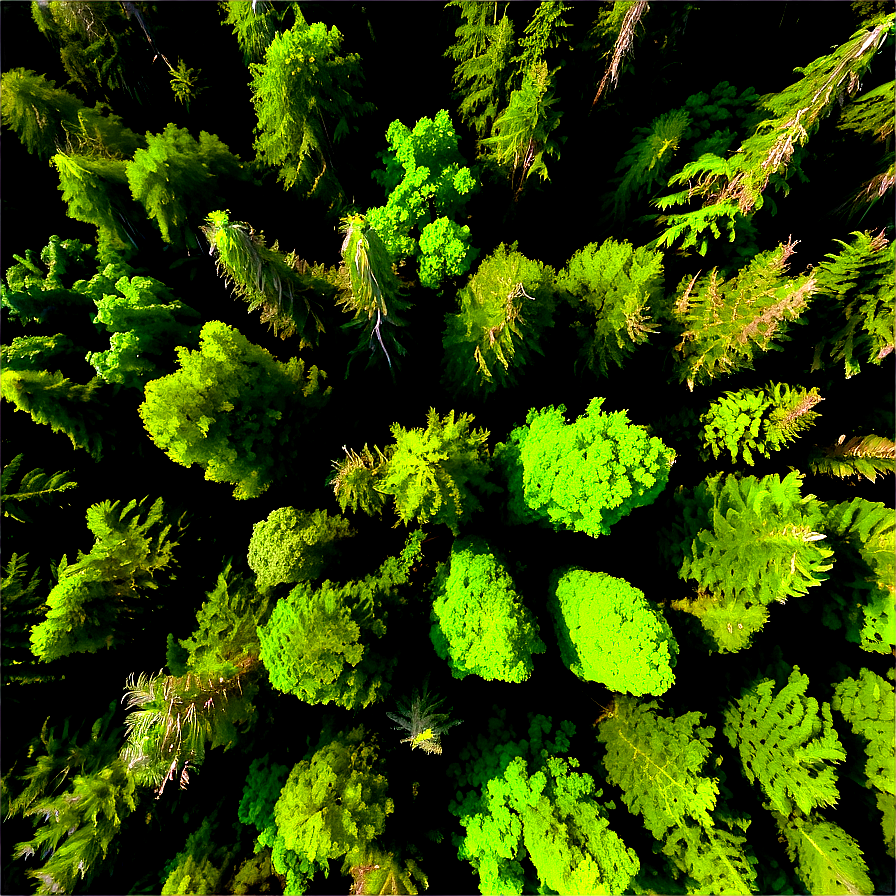 Forest Canopy Aerial Png 88 PNG Image