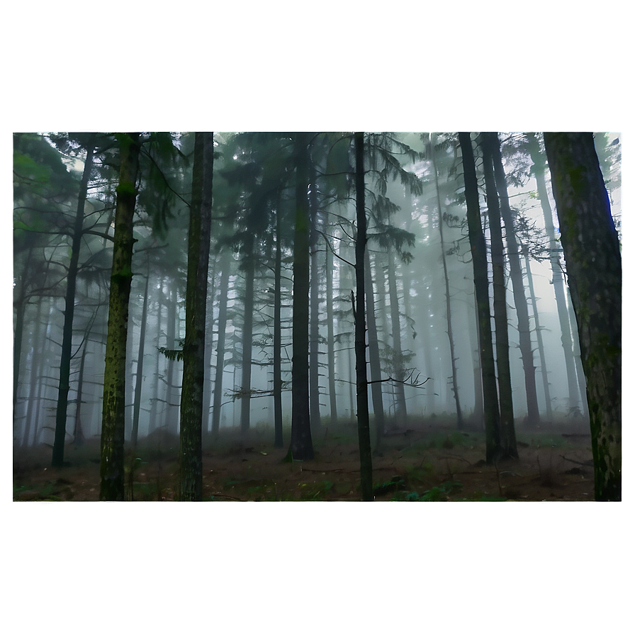 Forest Fog Transparent Png 97 PNG Image