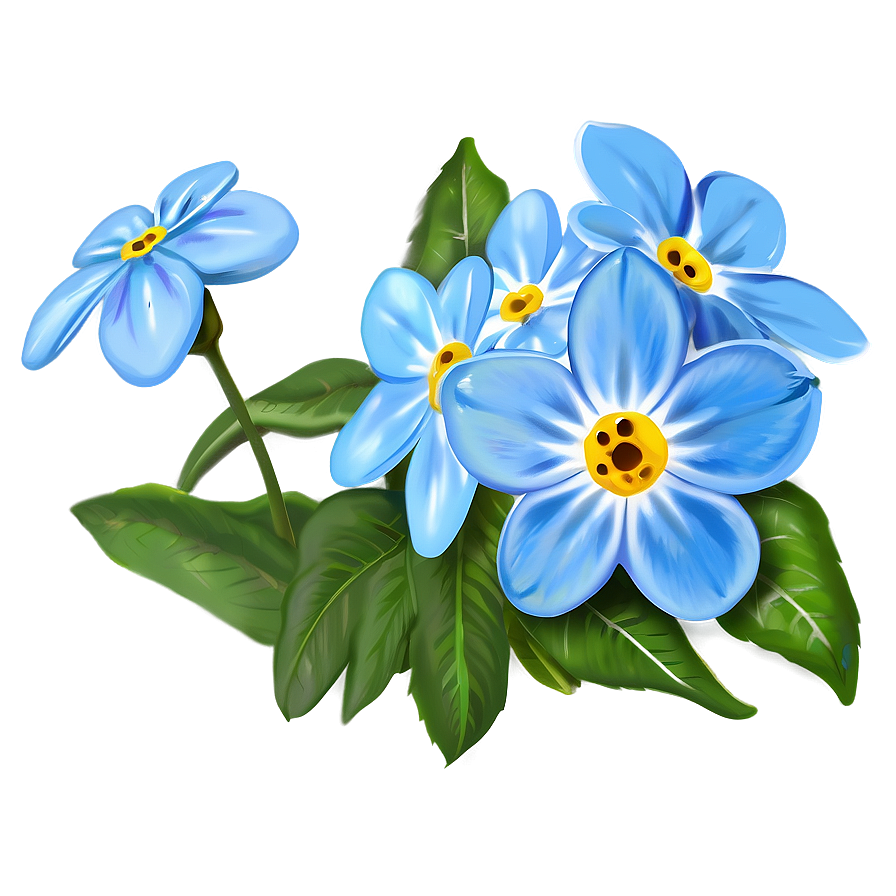 Forget-me-not Flower Drawing Png 05252024 PNG Image