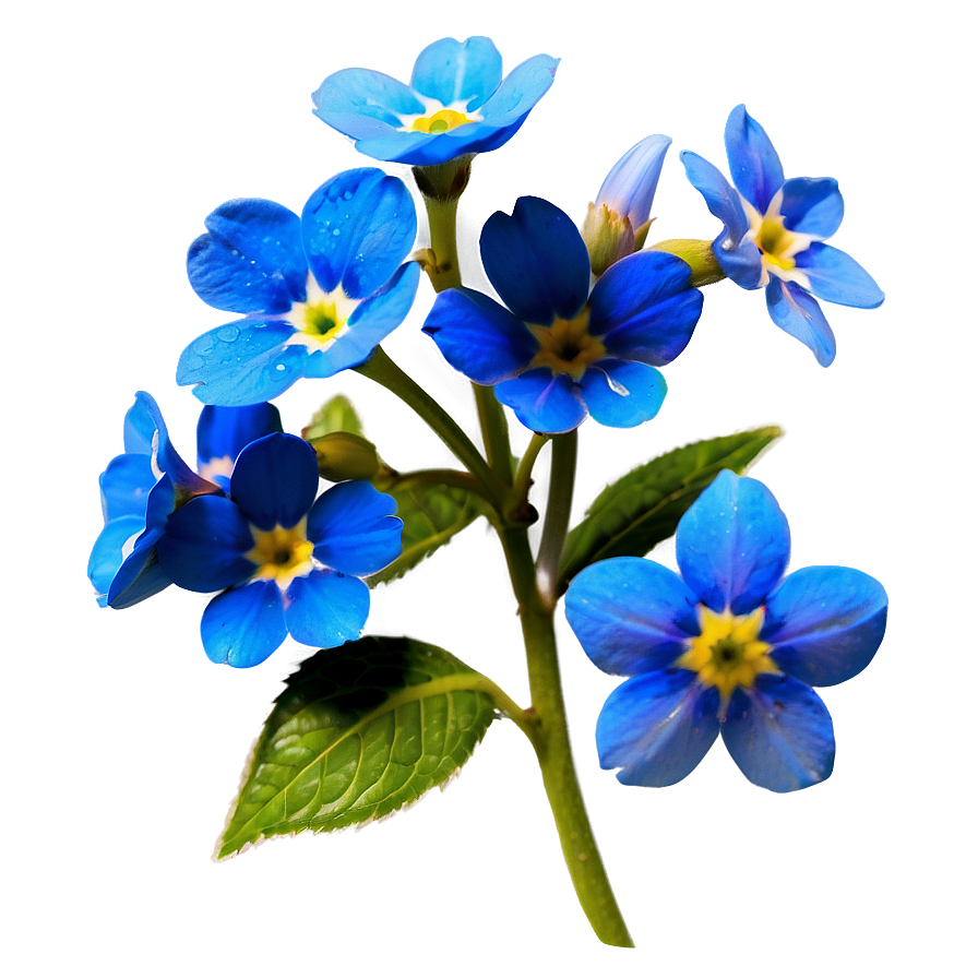 Forget-me-not Flower Drawing Png Pue14 PNG Image