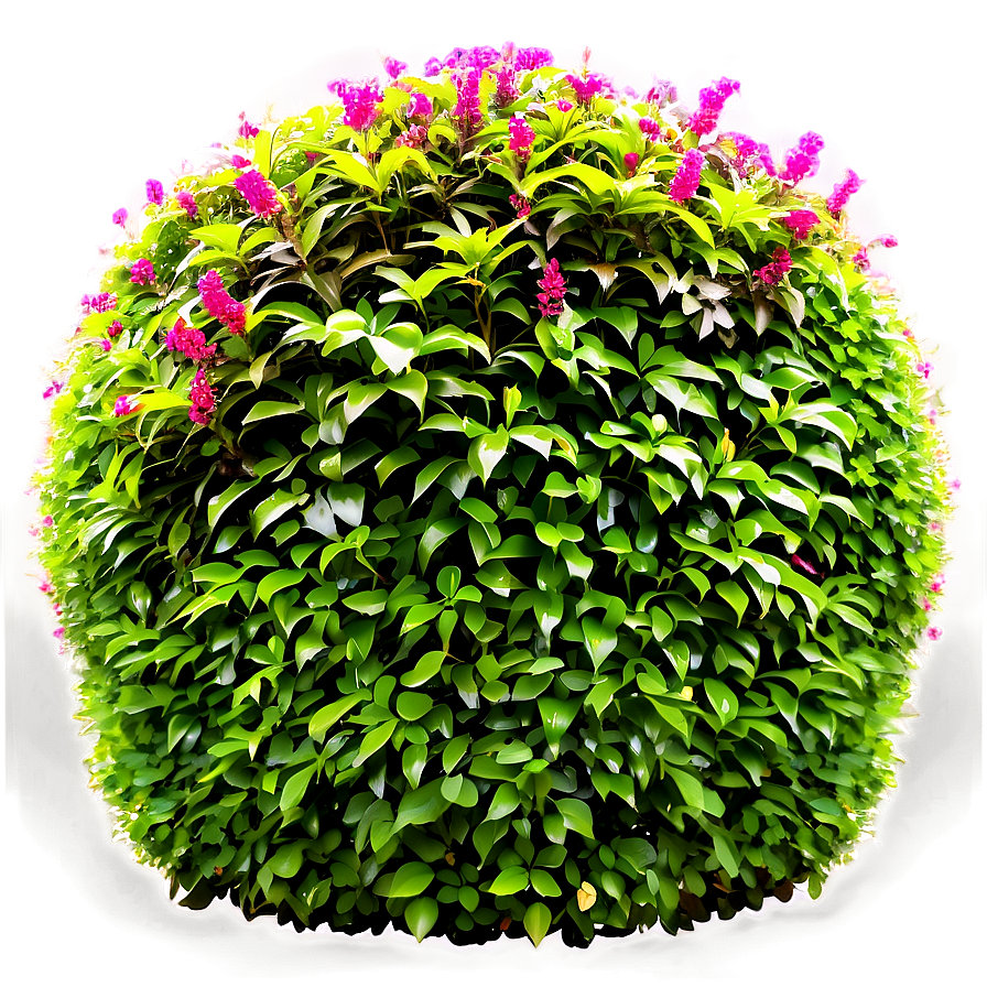 Formal Garden Shrubs Png 49 PNG Image