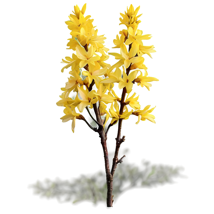 Forsythia Flower Bush Png Fwf19 PNG Image