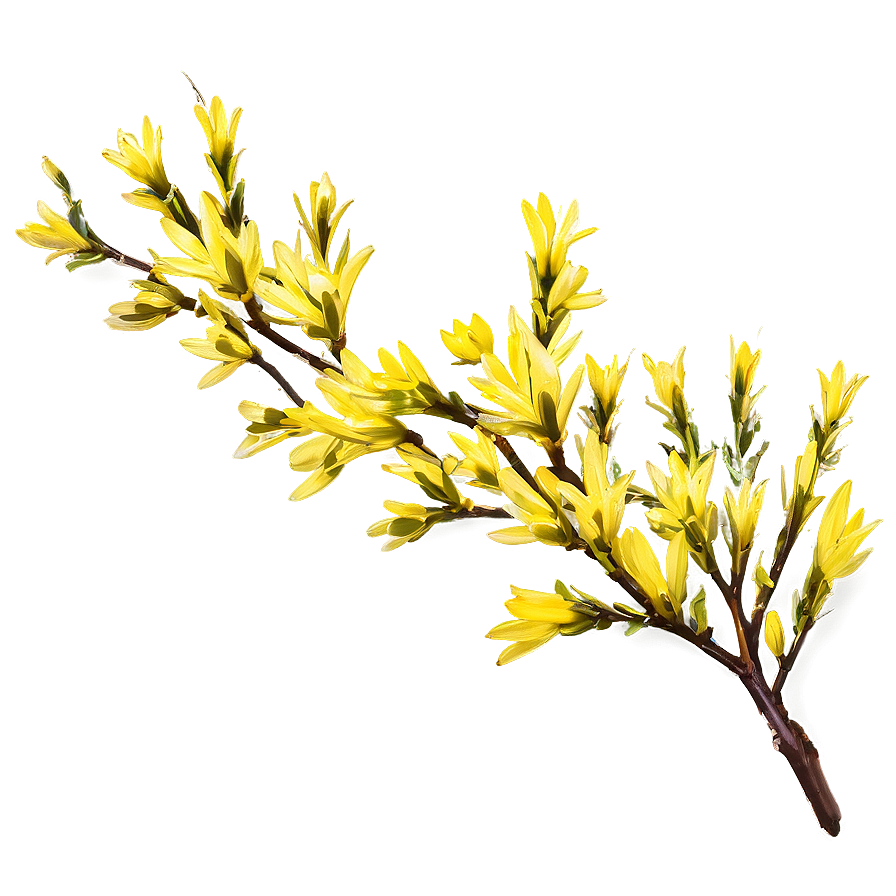 Forsythia Flower Bush Png Lgn65 PNG Image