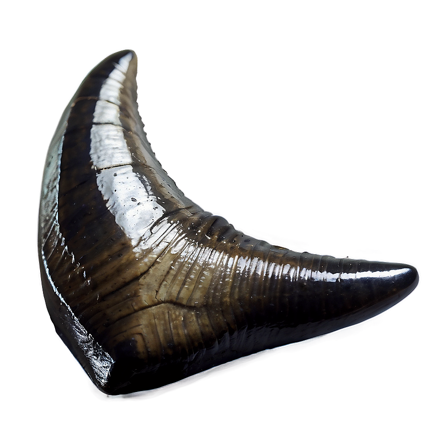 Fossilized Shark Tooth Png 06122024 PNG Image